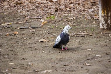 Güvercin, koyu, gri, fırfırlı, kuş tüyü, sokak, yürüyüş, şehir, arazi, kalın, tam boy, bahar, bahçe, sonbahar, düşen yapraklar
