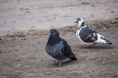 Güvercinler, gri, siyah beyaz, kuşlar sokağı, yürüyüş, zemin, kalın, tam boy, bahar, bahçe, sonbahar