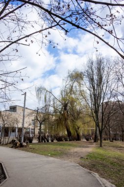 Ağ ağacı, uzun dallar, yeşil tomurcuklar, küçük yapraklar, gövde, bahçe, şehir, yüksek binalar, yürüyüş yolları, mavi gökyüzü arka planı, beyaz bulutlar, bahar, doğa, hayat bulur