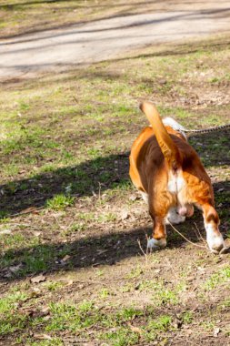 büyük cins köpek, Basset Hound, beyaz ve kırmızı, tam boy, arka görüş, kuyruk, komik, yetişkin, kısa bacak, yaka, yürüyüş, hayvan, favori, bahar başı, manzara, bahçe, şehir, park, doğa, güneş, gölge