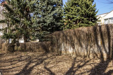 Kuru dallar, yabani üzümler, çitlerde, evin yanında, kozalaklı ağaçlar, ilkbahar başlarında, bahçe, şehir, park, doğa, güneş, gölgeler.