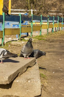 Bazı gri ve siyah güvercinler sordu, kırmızı patiler, betonun üzerinde, ahşap bir çitin yanında, yukarıdan, platform, ağaçlar, cadde, şehir, güneşli gün, mavi gökyüzü, 