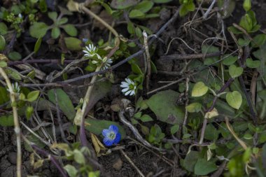 çiçek, çiçek, çiçek, çiçek, çiçek, beyaz küçük, yeşil küçük yapraklar, ot, ot, yakın plan, ilkbahar, park, doğa, orman, makro, vahşi yaşam