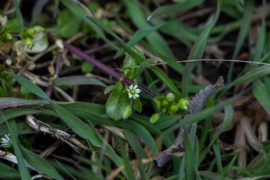 çiçek, çiçek, çiçek, çiçek, çiçek, beyaz küçük, yeşil küçük yapraklar, ot, ot, yakın plan, ilkbahar, park, doğa, orman, makro, vahşi yaşam