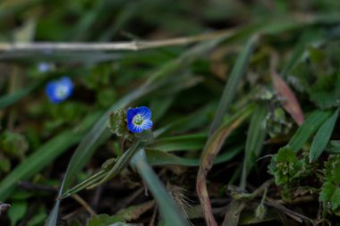 Veronica Persica, sarmaşık yapraklı, mavi küçük çiçekler, parlak, yeşil sığ yapraklar, beyaz, ot, makro, yakın plan, ilkbahar başı, park, doğa