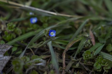 Veronica Persica, sarmaşık yapraklı, mavi küçük çiçekler, parlak, yeşil sığ yapraklar, beyaz, ot, makro, yakın plan, ilkbahar başı, park, doğa