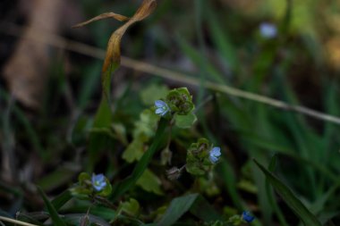 Veronica Persica, sarmaşık yapraklı, mavi küçük çiçekler, parlak, yeşil sığ yapraklar, beyaz, ot, makro, yakın plan, ilkbahar başı, park, doğa,