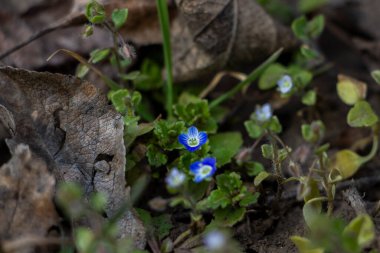 Veronica Persica, sarmaşık yapraklı, mavi küçük çiçekler, parlak, yeşil sığ yapraklar, beyaz, ot, makro, yakın plan, ilkbahar başı, park, doğa