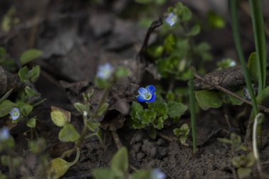 Veronica Persica, sarmaşık yapraklı, mavi küçük çiçekler, parlak, yeşil sığ yapraklar, beyaz, ot, makro, yakın plan, ilkbahar başı, park, doğa