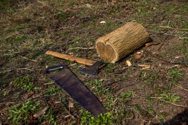 bahçe aletleri, testere, balta, yere yat, kütük, gövde, testereli ağaç, bahçe, bahar, düşen yapraklar, çimen, bahçe, sonbahar, ahşap, kütük, orman