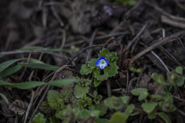Veronica Persica, sarmaşık yapraklı, mavi küçük çiçekler, parlak, yeşil sığ yapraklar, beyaz, ot, makro, yakın plan, ilkbahar başı, park, doğa