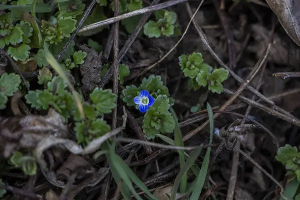 Veronica Persica, sarmaşık yapraklı, mavi küçük çiçekler, parlak, yeşil sığ yapraklar, beyaz, ot, makro, yakın plan, ilkbahar başı, park, doğa