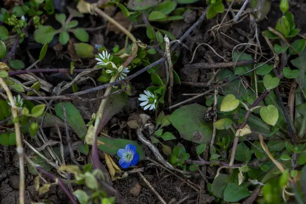 çiçek, çiçek, çiçek, çiçek, çiçek, beyaz küçük, yeşil küçük yapraklar, ot, ot, yakın plan, ilkbahar, park, doğa, orman, makro, vahşi yaşam