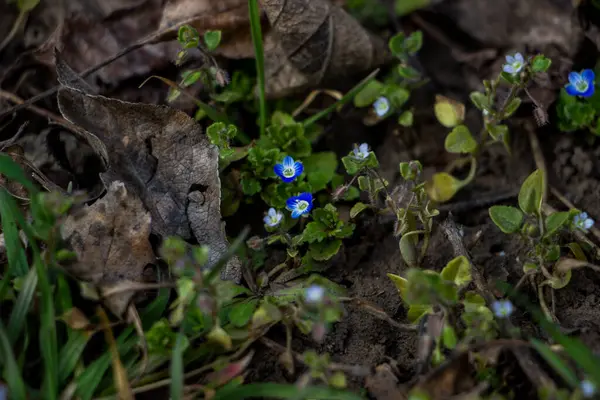 Veronica Persica, sarmaşık yapraklı, mavi küçük çiçekler, parlak, yeşil sığ yapraklar, beyaz, ot, makro, yakın plan, ilkbahar başı, park, doğa