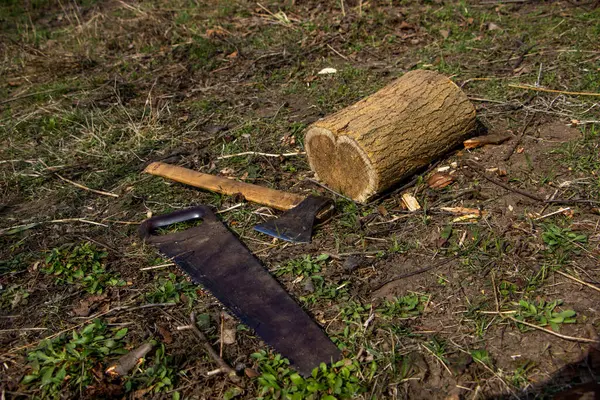 bahçe aletleri, testere, balta, yere yat, kütük, gövde, testereli ağaç, bahçe, bahar, düşen yapraklar, çimen, bahçe, sonbahar, ahşap, kütük, orman