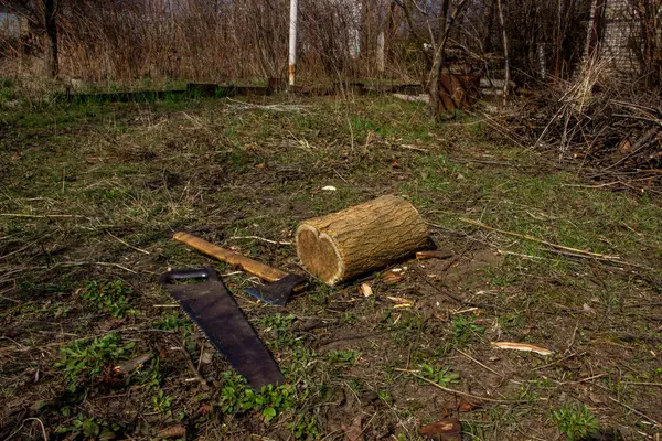 bahçe aletleri, testere, balta, yere yat, kütük, gövde, testereli ağaç, bahçe, bahar, düşen yapraklar, çimen, bahçe, sonbahar, ahşap, kütük, orman