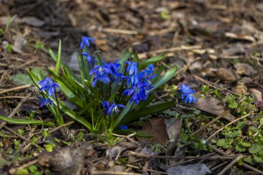 Düşen kar damlaları, Sibirya, mavi narin çiçekler, sarı orta boy, mavi erkek çiçekleri, parlak, yeşil yapraklar, birçok çiçek, çimen, yabani otlar, düşen yapraklar, makro, yakın plan, bulanık arka plan, ilkbahar başı, park, doğa