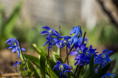 Düşen kardamlaları, Sibirya, mavi narin çiçekler, sarı orta, mavi erkek kediler, parlak, yeşil yapraklar, çimenler, yabani otlar, düşen yapraklar, makro, yakın plan, bulanık arka plan, erken bahar, park, doğa