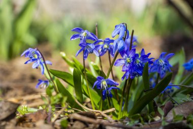 Düşen kardamlaları, Sibirya, mavi narin çiçekler, sarı orta, mavi erkek kediler, parlak, yeşil yapraklar, çimenler, yabani otlar, düşen yapraklar, makro, yakın plan, bulanık arka plan, erken bahar, park, doğa