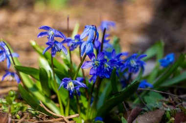 Düşen kardamlaları, Sibirya, mavi narin çiçekler, sarı orta, mavi erkek kediler, parlak, yeşil yapraklar, çimenler, yabani otlar, düşen yapraklar, makro, yakın plan, bulanık arka plan, erken bahar, park, doğa