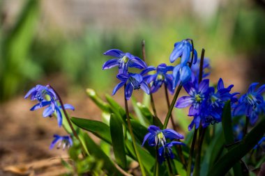 Düşen kardamlaları, Sibirya, mavi narin çiçekler, sarı orta, mavi erkek kediler, parlak, yeşil yapraklar, çimenler, yabani otlar, düşen yapraklar, makro, yakın plan, bulanık arka plan, erken bahar, park, doğa