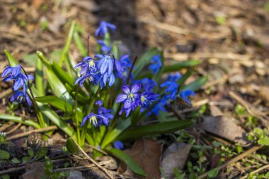 Düşen kardamlaları, Sibirya, mavi narin çiçekler, sarı orta, mavi erkek kediler, parlak, yeşil yapraklar, çimenler, yabani otlar, düşen yapraklar, makro, yakın plan, bulanık arka plan, erken bahar, park, doğa
