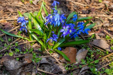 Düşen kardamlaları, Sibirya, mavi narin çiçekler, sarı orta, mavi erkek kediler, parlak, yeşil yapraklar, çimenler, yabani otlar, düşen yapraklar, makro, yakın plan, bulanık arka plan, erken bahar, park, doğa