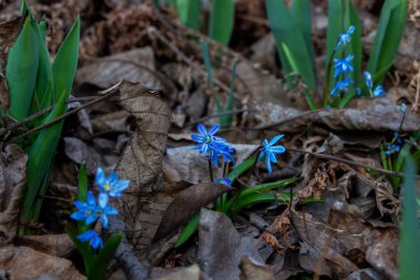 Düşen kardamlaları, Sibirya, mavi narin çiçekler, sarı orta, mavi erkek kediler, parlak, yeşil yapraklar, çimenler, yabani otlar, düşen yapraklar, makro, yakın plan, bulanık arka plan, erken bahar, park, doğa