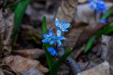Düşen kardamlaları, Sibirya, mavi narin çiçekler, sarı orta, mavi erkek kediler, parlak, yeşil yapraklar, çimenler, yabani otlar, düşen yapraklar, makro, yakın plan, bulanık arka plan, erken bahar, park, doğa