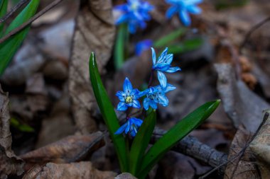 Düşen kardamlaları, Sibirya, mavi narin çiçekler, sarı orta, mavi erkek kediler, parlak, yeşil yapraklar, çimenler, yabani otlar, düşen yapraklar, makro, yakın plan, bulanık arka plan, erken bahar, park, doğa