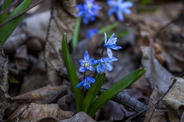 Düşen kardamlaları, Sibirya, mavi narin çiçekler, sarı orta, mavi erkek kediler, parlak, yeşil yapraklar, çimenler, yabani otlar, düşen yapraklar, makro, yakın plan, bulanık arka plan, erken bahar, park, doğa