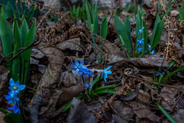Düşen kardamlaları, Sibirya, mavi narin çiçekler, sarı orta, mavi erkek kediler, parlak, yeşil yapraklar, çimenler, yabani otlar, düşen yapraklar, makro, yakın plan, bulanık arka plan, erken bahar, park, doğa