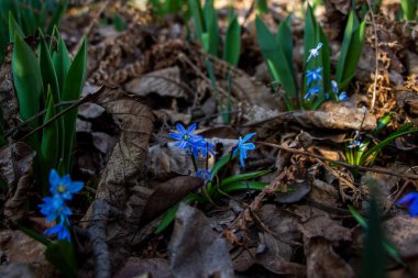 Düşen kardamlaları, Sibirya, mavi narin çiçekler, sarı orta, mavi erkek kediler, parlak, yeşil yapraklar, çimenler, yabani otlar, düşen yapraklar, makro, yakın plan, bulanık arka plan, erken bahar, park, doğa