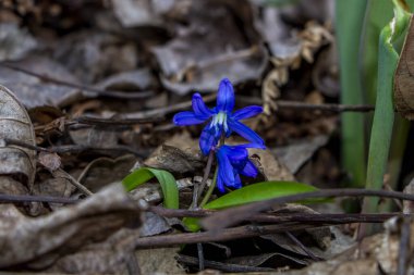Düşen kardamlaları, Sibirya, mavi narin çiçekler, sarı orta, mavi erkek kediler, parlak, yeşil yapraklar, çimenler, yabani otlar, düşen yapraklar, makro, yakın plan, bulanık arka plan, erken bahar, park, doğa