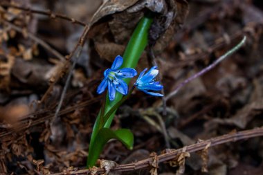 Düşen kardamlaları, Sibirya, mavi narin çiçekler, sarı orta, mavi erkek kediler, parlak, yeşil yapraklar, çimenler, yabani otlar, düşen yapraklar, makro, yakın plan, bulanık arka plan, erken bahar, park, doğa