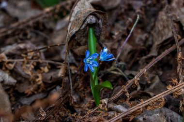 Düşen kardamlaları, Sibirya, mavi narin çiçekler, sarı orta, mavi erkek kediler, parlak, yeşil yapraklar, çimenler, yabani otlar, düşen yapraklar, makro, yakın plan, bulanık arka plan, erken bahar, park, doğa