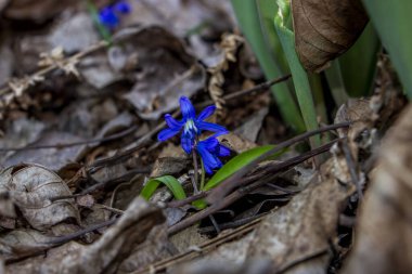 Düşen kardamlaları, Sibirya, mavi narin çiçekler, sarı orta, mavi erkek kediler, parlak, yeşil yapraklar, çimenler, yabani otlar, düşen yapraklar, makro, yakın plan, bulanık arka plan, erken bahar, park, doğa