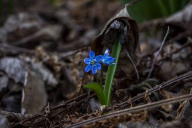 Düşen kardamlaları, Sibirya, mavi narin çiçekler, sarı orta, mavi erkek kediler, parlak, yeşil yapraklar, çimenler, yabani otlar, düşen yapraklar, makro, yakın plan, bulanık arka plan, erken bahar, park, doğa
