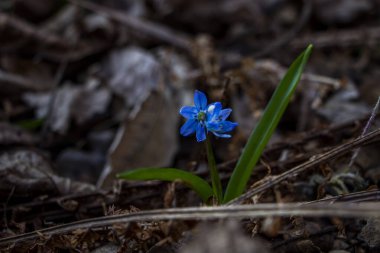 Düşen kardamlaları, Sibirya, mavi narin çiçekler, sarı orta, mavi erkek kediler, parlak, yeşil yapraklar, çimenler, yabani otlar, düşen yapraklar, makro, yakın plan, bulanık arka plan, erken bahar, park, doğa