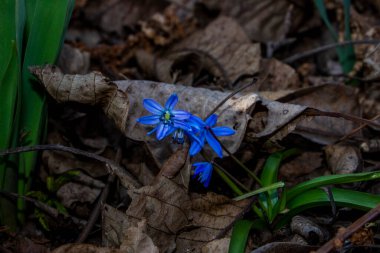 Düşen kardamlaları, Sibirya, mavi narin çiçekler, sarı orta, mavi erkek kediler, parlak, yeşil yapraklar, çimenler, yabani otlar, düşen yapraklar, makro, yakın plan, bulanık arka plan, erken bahar, park, doğa
