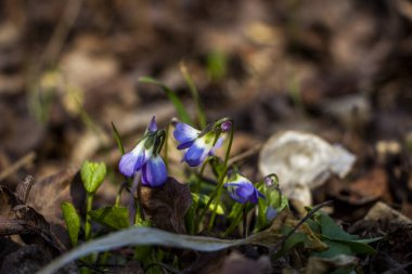 mis kokulu menekşe, viyola kokusu, rivina, mavi narin çiçekler, parlak yeşil yapraklar, beyaz orta, çimen, ot, düşmüş yapraklar, makro, yakın plan, karanlık arka plan, erken bahar, park, doğa, çiçek, orman, mevsim