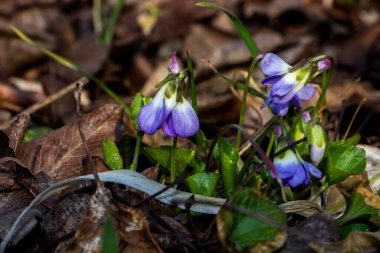 mis kokulu menekşe, viyola kokusu, rivina, mavi narin çiçekler, parlak yeşil yapraklar, beyaz orta, çimen, ot, düşmüş yapraklar, makro, yakın plan, karanlık arka plan, erken bahar, park, doğa, çiçek, orman, mevsim