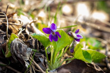 Kokulu menekşe, Viola odorata, rivina, mavi narin çiçekler, parlak, yeşil yapraklar, beyaz orta, çimen, ot, düşmüş yapraklar, makro, yakın plan, açık arkaplan, erken bahar, park, doğa