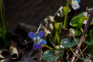 mis kokulu menekşe, viyola kokusu, rivina, mavi narin çiçekler, parlak yeşil yapraklar, beyaz orta, çimen, ot, düşmüş yapraklar, makro, yakın plan, karanlık arka plan, erken bahar, park, doğa, çiçek, orman, mevsim