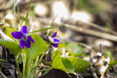Kokulu menekşe, Viola odorata, rivina, mavi narin çiçekler, parlak, yeşil yapraklar, beyaz orta, çimen, ot, düşmüş yapraklar, makro, yakın plan, açık arkaplan, erken bahar, park, doğa