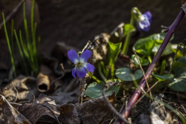 mis kokulu menekşe, viyola kokusu, rivina, mavi narin çiçekler, parlak yeşil yapraklar, beyaz orta, çimen, ot, düşmüş yapraklar, makro, yakın plan, karanlık arka plan, erken bahar, park, doğa, çiçek, orman, mevsim