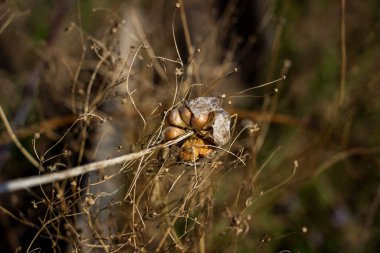 yabani sarımsak, tohum, yuvarlak kafalar, uzun gövde, kuru otlar, karanlık, arka planda kuru çimenler, bulanık arka plan, erken bahar, park, doğa, bahçe, makro, kapanış, yaban hayatı