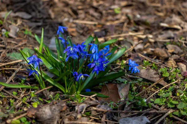 Düşen kar damlaları, Sibirya, mavi narin çiçekler, sarı orta boy, mavi erkek çiçekleri, parlak, yeşil yapraklar, birçok çiçek, çimen, yabani otlar, düşen yapraklar, makro, yakın plan, bulanık arka plan, ilkbahar başı, park, doğa