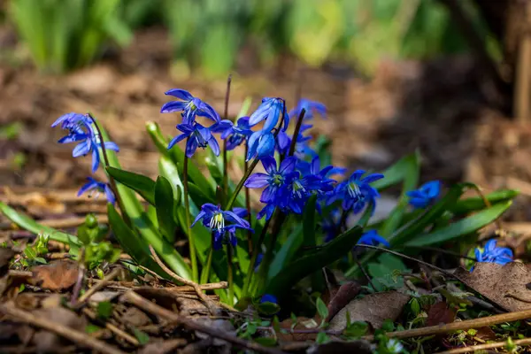 Düşen kar damlaları, Sibirya, mavi narin çiçekler, sarı orta boy, mavi erkek çiçekleri, parlak, yeşil yapraklar, birçok çiçek, çimen, yabani otlar, düşen yapraklar, makro, yakın plan, bulanık arka plan, ilkbahar başı, park, doğa