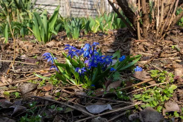 Düşen kardamlaları, Sibirya, mavi narin çiçekler, sarı orta, mavi erkek kediler, parlak, yeşil yapraklar, çimenler, yabani otlar, düşen yapraklar, makro, yakın plan, bulanık arka plan, erken bahar, park, doğa